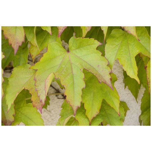 4063654272601 - Parthenocissus tricuspidata Green Spring Wilder Wein 60–100 cm