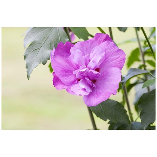 4063654813828 - Hibiscus syriacus Purple Ruffles Gartenhibiskus lila 60–80 cm