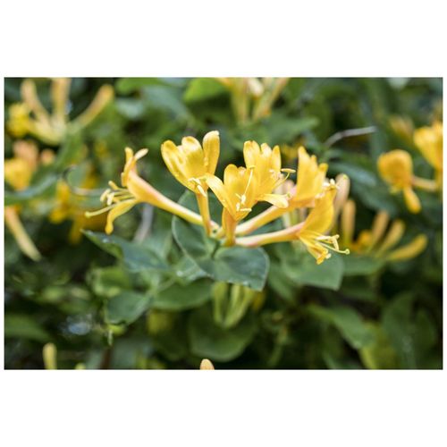 4063654235576 - Lonicera heckrottii Geißblatt duftend 100–150 cm
