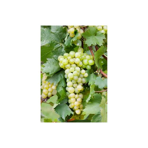 4063654818243 - Vitis vinifera Weinrebe gelb 40–60 cm 4063654818243 - Vitis vinifera Weinrebe gelb 40–60 cm