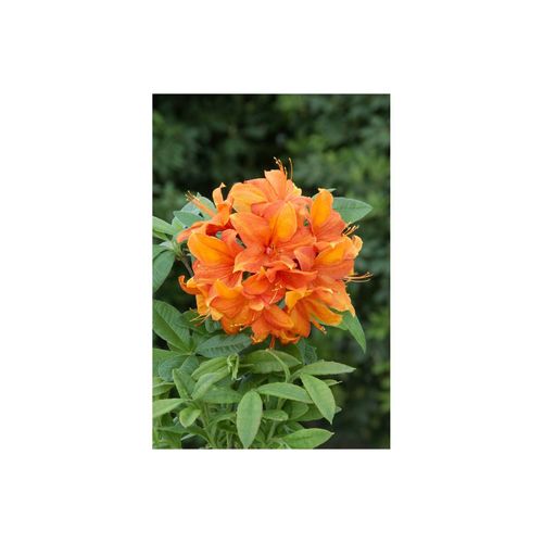 4063654070627 - Rhododendron luteum Goldflamme gelb-orange 30–40 cm