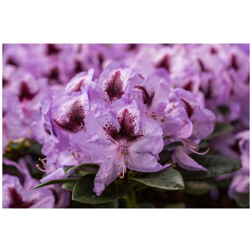4063654327844 - Rhododendron Hybr Metallica Rhododendron 30–40 cm