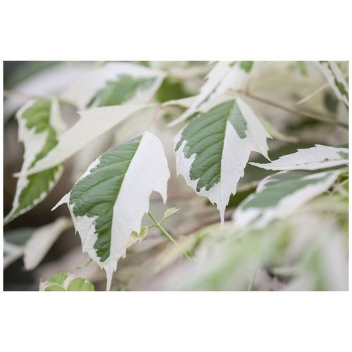 4063654811435 - Acer negundo Flamingo Eschen-Ahorn rosa-weiß 80–100 cm 4063654811435 - Acer negundo Flamingo Eschen-Ahorn rosa-weiß 80–100 cm
