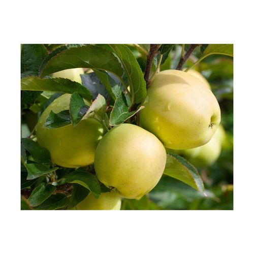 4063654247159 - Malus Golden Delicious Apfelbaum gelb 150–200 cm