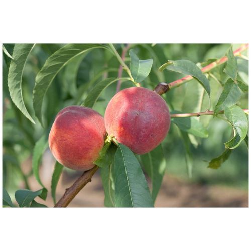 4063654250456 - Prunus persica Dixired Pfirsichbaum 150–200 cm saftig-süß