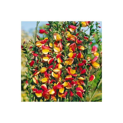 4063654849889 - Cytisus scoparius Erlkönig Besenginster gelb-rot 60–80 cm 4063654849889 - Cytisus scoparius Erlkönig Besenginster gelb-rot 60–80 cm