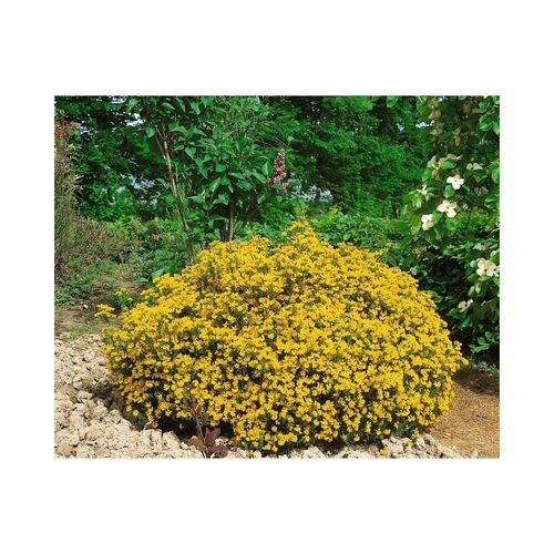 4063654850274 - Genista hispanica Spanischer Ginster gelb 20–30 cm