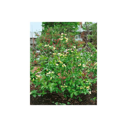 4063654239963 - Weigela middendorffiana gelb blühend 60–100 cm