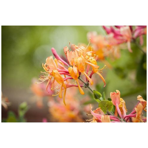 4063654269748 - Lonicera heckrottii America Beauty Geißblatt rosa-gelb 60–100 cm
