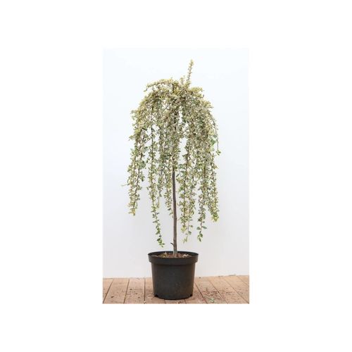 4063654318859 - Cotoneaster dammeri Juliette Teppichmispel immergrün 80 cm Stammhöhe 4063654318859 - Cotoneaster dammeri Juliette Teppichmispel immergrün 80 cm Stammhöhe