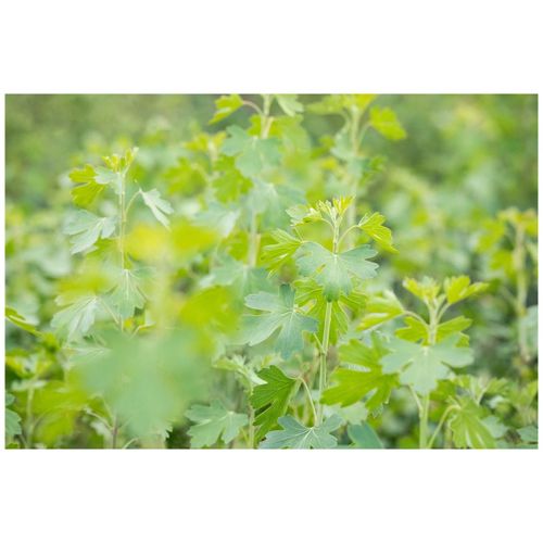 4063654850557 - Ribes aureum Gold-Johannisbeere 60–100 cm