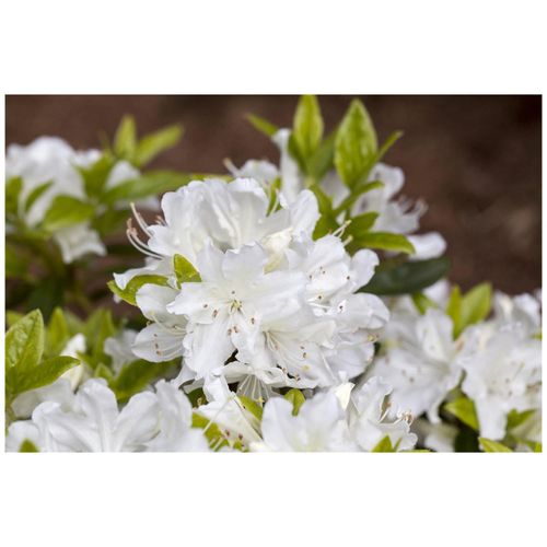 4063654087403 - Rhododendron obtusum Palestrina weiß 20–25 cm