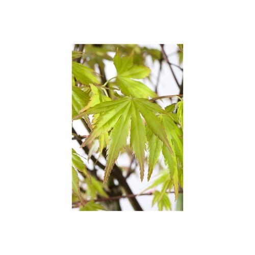 4063654810131 - Acer palmatum Orange Dream Japanischer Ahorn orange 40–60 cm