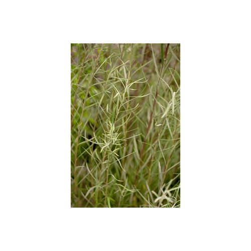 4063654339625 - Salix rosmarinifolia Rosmarin-Weide 60–100 cm 4063654339625 - Salix rosmarinifolia Rosmarin-Weide 60–100 cm