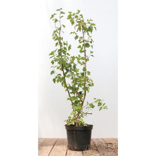 4063654339588 - Ribes alpinum Schmidt Alpen-Johannisbeere 40–60 cm kompakt