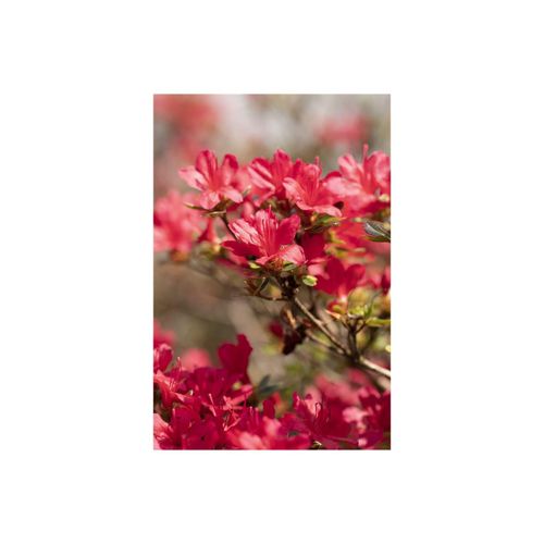 4063654078333 - Rhododendron obt Hino-crimson leuchtend rot 15–20 cm