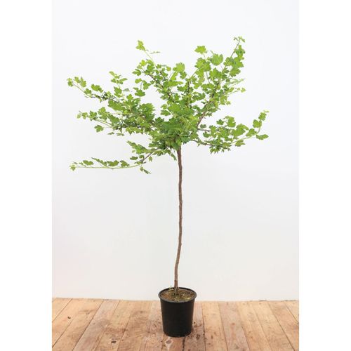 4063654255147 - Ribes uva-crispa Hinnonmäki Grün Stachelbeere grün 90 cm Stammhöhe 4063654255147 - Ribes uva-crispa Hinnonmäki Grün Stachelbeere grün 90 cm Stammhöhe