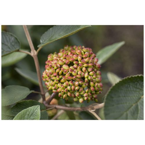 4063654002819 - Viburnum rhytidophyllum Immergrüner Schneeball 40–60 cm
