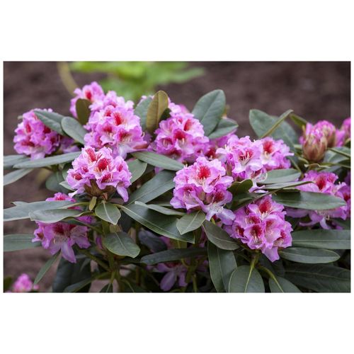 4063654327035 - Rhododendron Hybr Belami Rhododendron rosa Blüten 40–50 cm 4063654327035 - Rhododendron Hybr Belami Rhododendron rosa Blüten 40–50 cm