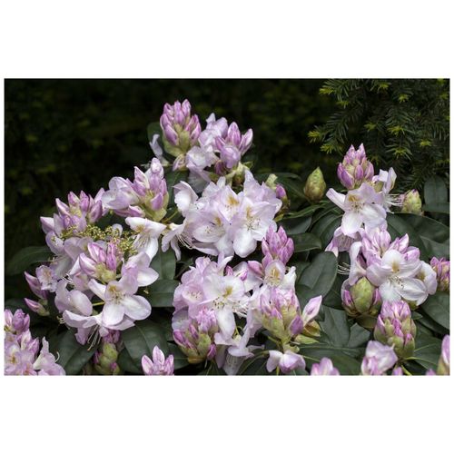 4063654086062 - Rhododendron Hybr Gomer Waterer Rhododendron weiß-rosa 30–40 cm 4063654086062 - Rhododendron Hybr Gomer Waterer Rhododendron weiß-rosa 30–40 cm