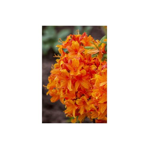 4063654067702 - Rhododendron luteum Klondyke gelb-orange 50–60 cm