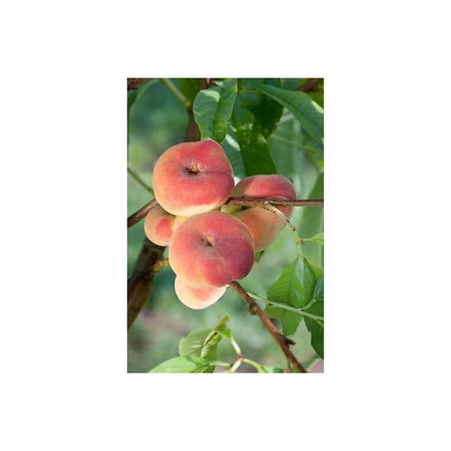 4063654275305 - Prunus persica Sugar Baby Pfirsichbaum süß 100–150 cm