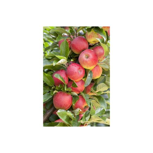 4063654100850 - Prunus domestica wergobst Terrassenobst 40 cm Stammhöhe