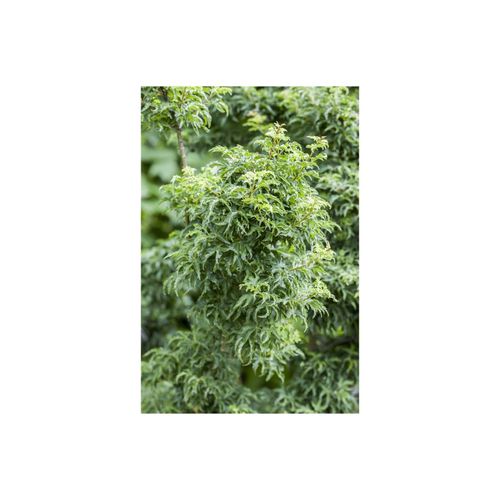 4063654318361 - Acer palmatum Shishigashira Japanischer Ahorn 60 cm Stammhöhe