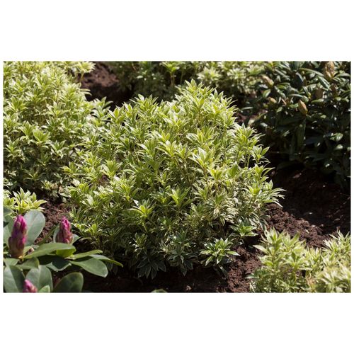 4063654231097 - Pieris japonica Variegata Japanische Lavendelheide 20–25 cm 4063654231097 - Pieris japonica Variegata Japanische Lavendelheide 20–25 cm