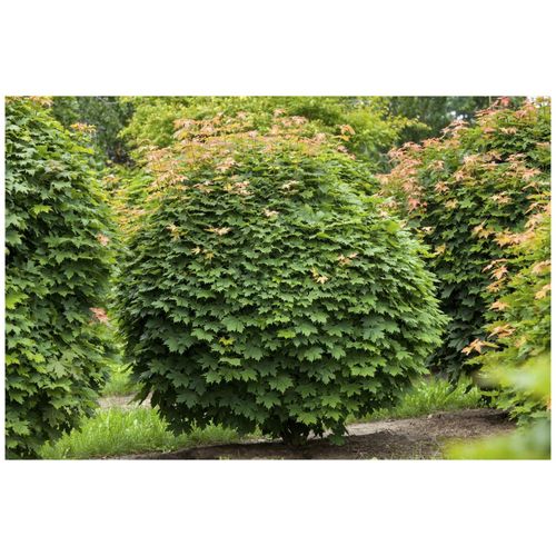 4063654828570 - Acer platanoides Globosum Kugelahorn 150 cm Stammhöhe 4063654828570 - Acer platanoides Globosum Kugelahorn 150 cm Stammhöhe