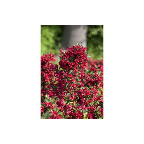 4063654808381 - Weigela Eva Rathke Weigelie karminrot 100–125 cm