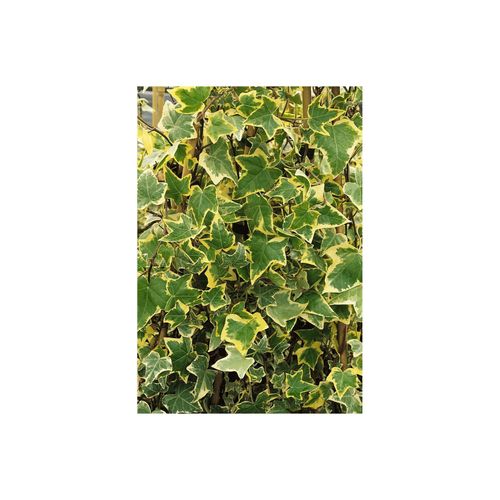 4063654818892 - Hedera helix Goldchild Efeu gelb-grün 60–100 cm