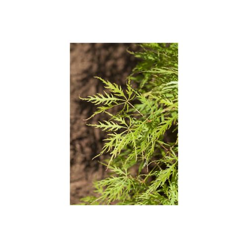 4063654240396 - Acer palmatum Dissectum Viridis Grüner Fächerahorn 30–40 cm 4063654240396 - Acer palmatum Dissectum Viridis Grüner Fächerahorn 30–40 cm