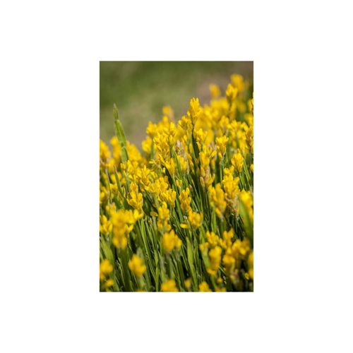 4063654332725 - Genista sagittalis Flügelginster gelb 20–30 cm