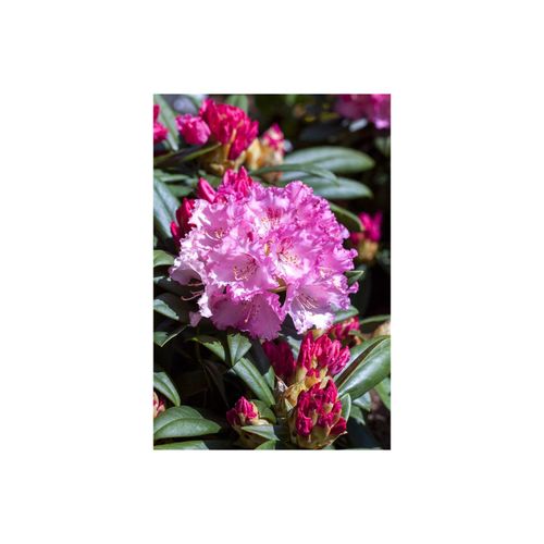 4063654069652 - Rhododendron yakushimanum Arabella rosa Blüten 25–30 cm