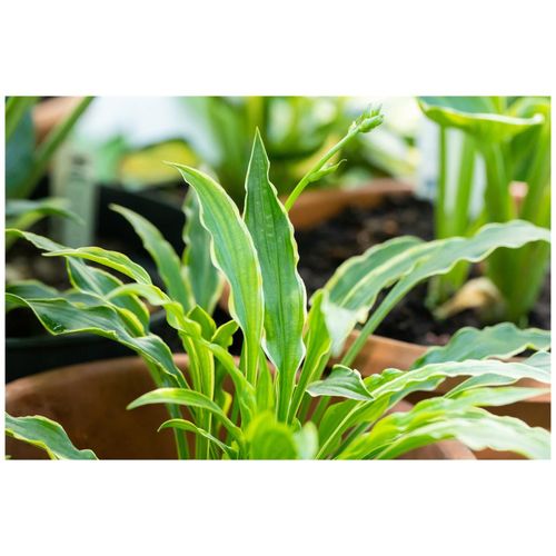 4063654300311 - Hosta pulchella Stiletto Funkie grün-weiß ca 9x9 cm Topf 4063654300311 - Hosta pulchella Stiletto Funkie grün-weiß ca 9x9 cm Topf