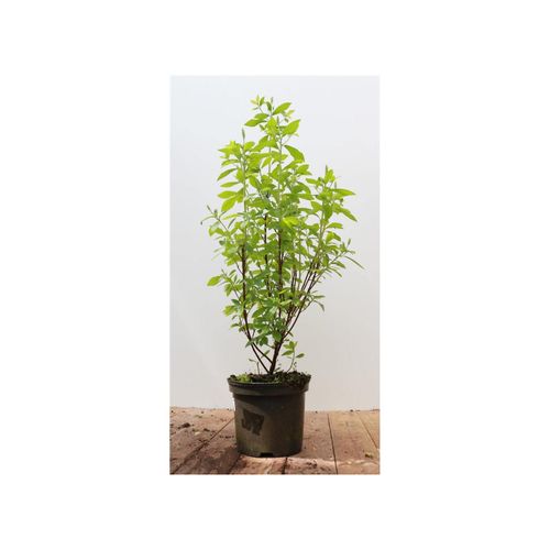4063654225515 - Clethra alnifolia Pink Spire Scheineller rosa Blüten 40–60 cm 4063654225515 - Clethra alnifolia Pink Spire Scheineller rosa Blüten 40–60 cm