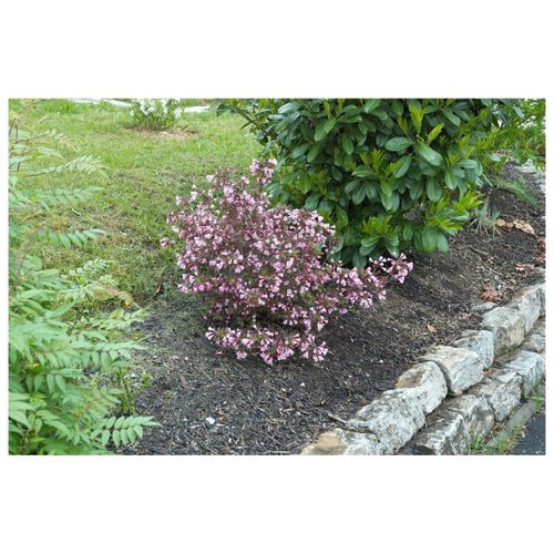 4063654821212 - Weigela florida Nana Purpurea Weigelie purpurrot 40–60 cm
