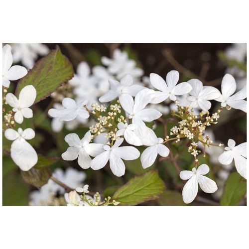4063654239376 - Viburnum plicatum Watanabe Japanischer Schneeball weiß 40–60 cm 4063654239376 - Viburnum plicatum Watanabe Japanischer Schneeball weiß 40–60 cm