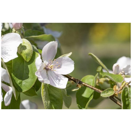 4063654227779 - Cydonia Portugiesische Birnenquitte 150–200 cm gelbe Früchte