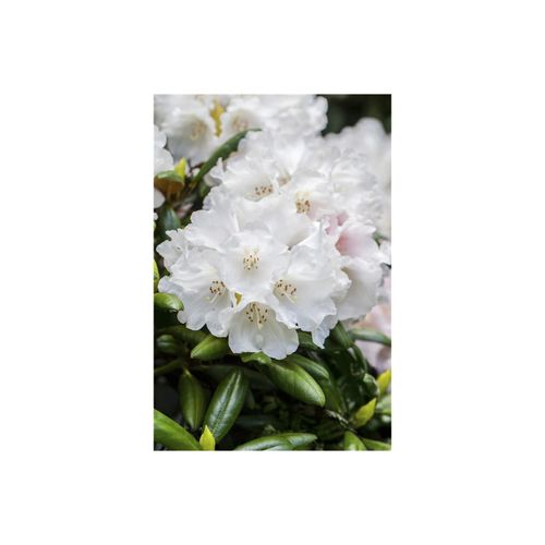 4063654069607 - Rhododendron Hybr Helene Schiffner weiß 30–40 cm