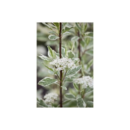 4063654808206 - Cornus alba Elegantissima Weißer Hartriegel 100–125 cm 4063654808206 - Cornus alba Elegantissima Weißer Hartriegel 100–125 cm