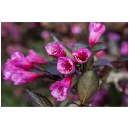 4063654281450 - Weigela florida Alexandra Weigelie dunkelrosa 40–60 cm