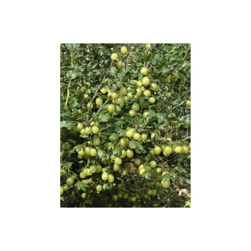 4063654232292 - Ribes uva-crispa Hinnonmäki gelb Stachelbeere gelb 60 cm Stammhöhe 4063654232292 - Ribes uva-crispa Hinnonmäki gelb Stachelbeere gelb 60 cm Stammhöhe