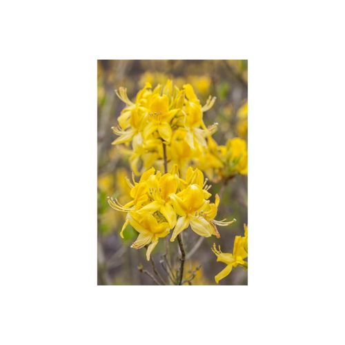 4063654099826 - Rhododendron luteum Golden Sunset gelb 30–40 cm