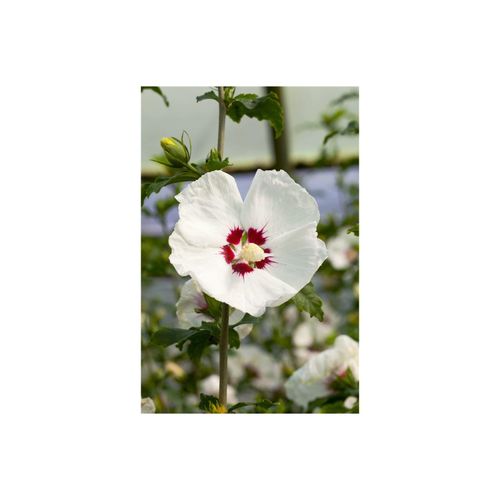 4063654815372 - Hibiscus syriacus Red Heart Gartenhibiskus weiß-rot 60–80 cm