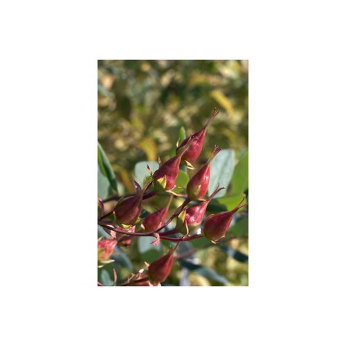 4063654254799 - Hypericum kalmianum Gemo Johanniskraut gelb 30–40 cm 4063654254799 - Hypericum kalmianum Gemo Johanniskraut gelb 30–40 cm