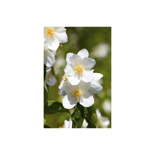 4063654226185 - Philadelphus Belle Etoile Duftjasmin weiß 60–80 cm