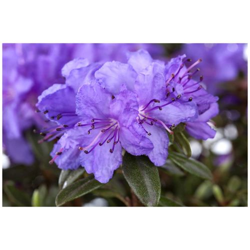 4063654082620 - Rhododendron impeditum Gristede Zwerg-Rhododendron lila 20–25 cm 4063654082620 - Rhododendron impeditum Gristede Zwerg-Rhododendron lila 20–25 cm