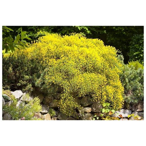 4063654820536 - Genista pilosa Vancouver Gold Ginster leuchtend gelb 20–30 cm